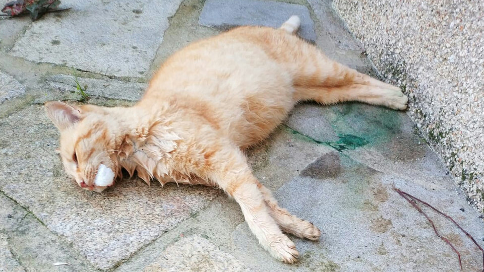Una de las gatas que presentaba síntomas de envenenamiento. CADELIÑOS (Campelo, Poio)