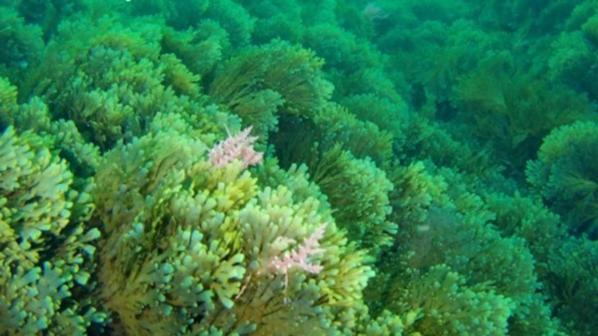 La especie de alga invasora asiática en el fondo marino. EP