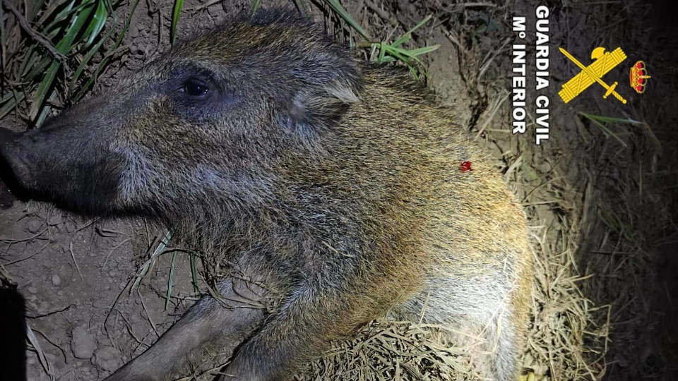 El jabalí abatido por el cazador furtivo en Arteixo en la medianoche y cerca de viviendas habitadas. EP