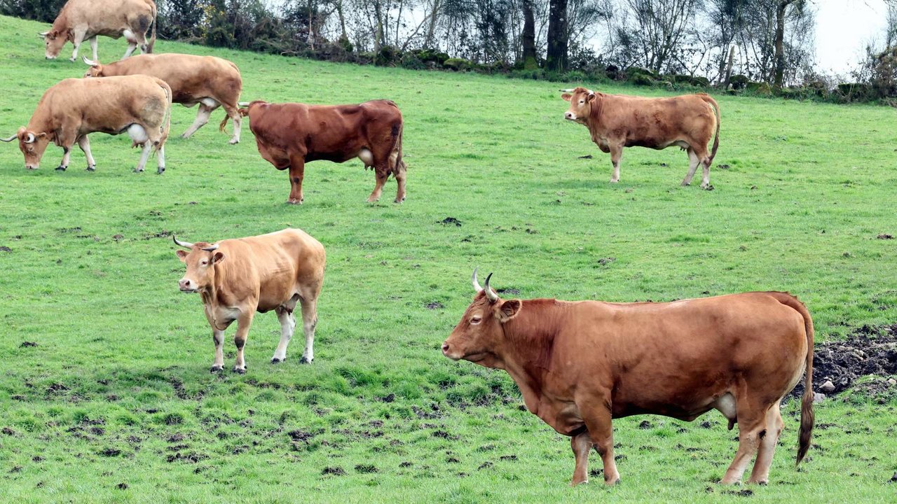 Vacas en una explotación en Frio. AEP